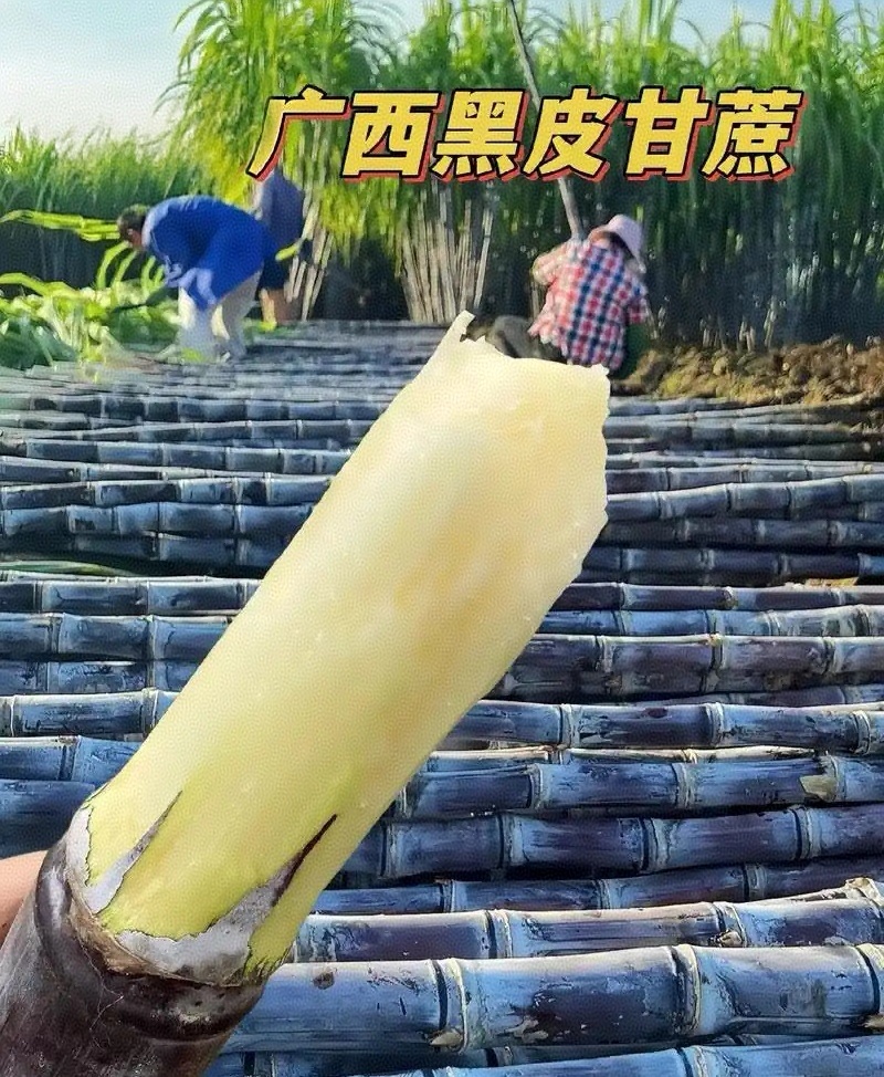 广西黑皮甘蔗/广西甘蔗/基地现砍现发/保证质量全国发货