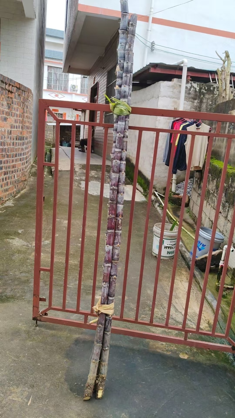 广西黑皮甘蔗/广西甘蔗/基地现砍现发/保证质量全国发货
