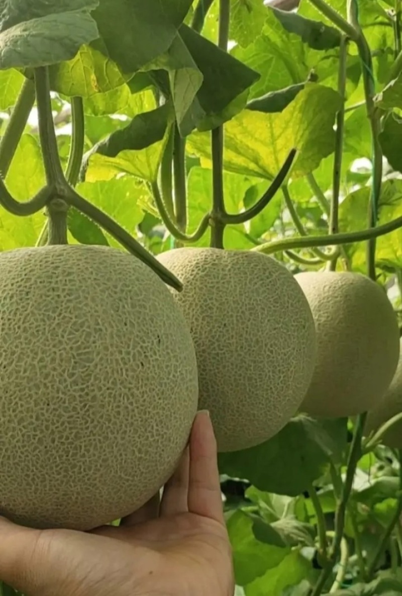 精品网纹蜜瓜网纹瓜糖度高口感脆可对接各大电商平台