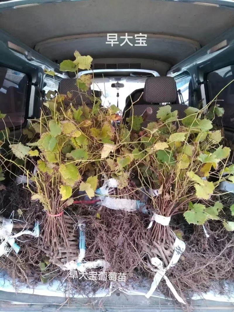 早大宝葡萄苗葡萄苗产地直发量大从优欢迎来电咨询