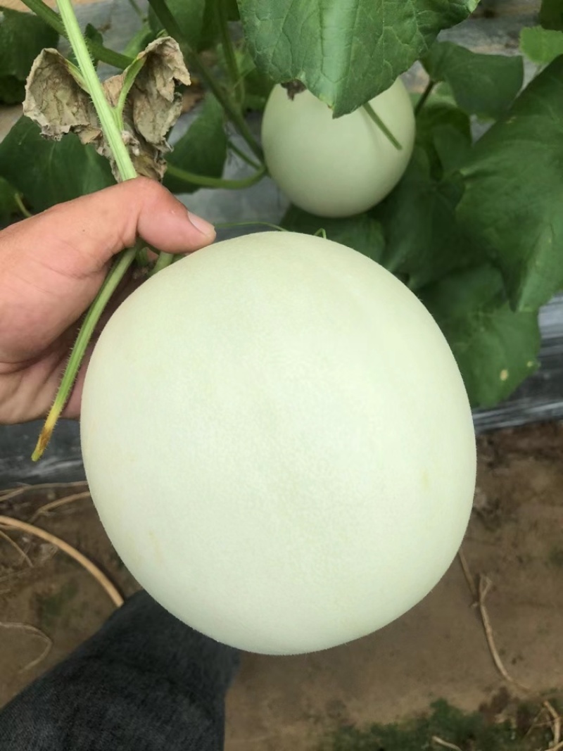 玉菇甜瓜海南玉菇甜瓜海量货源基地直发欢迎来电咨询