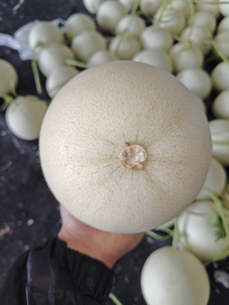 玉菇甜瓜海南玉菇甜瓜海量货源基地直发欢迎来电咨询