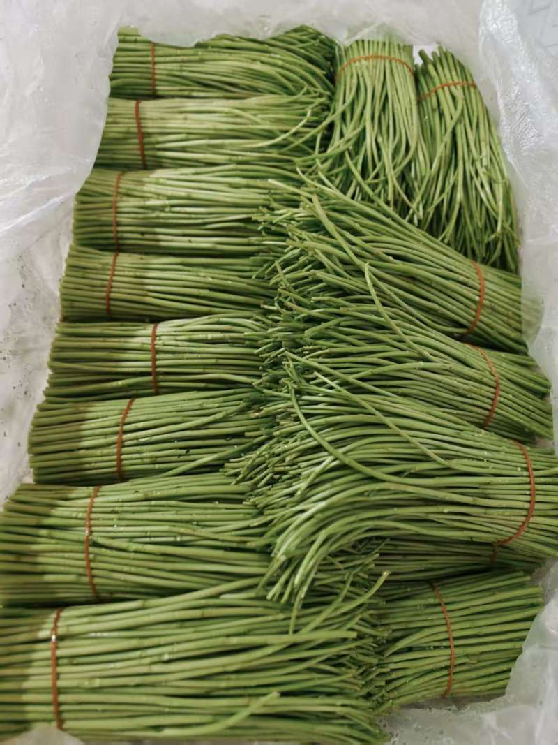 云南精品藜蒿产地直销品质保证量大从优对接市场商超