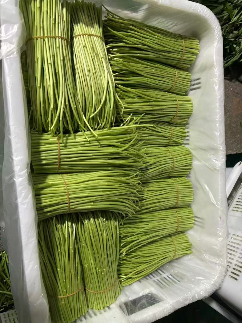 云南精品藜蒿产地直销品质保证量大从优对接市场商超