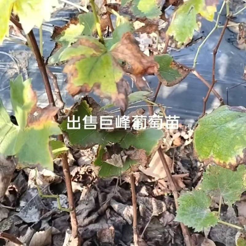 巨峰葡萄苗大量接单品质保证诚信合作欢迎来电咨询