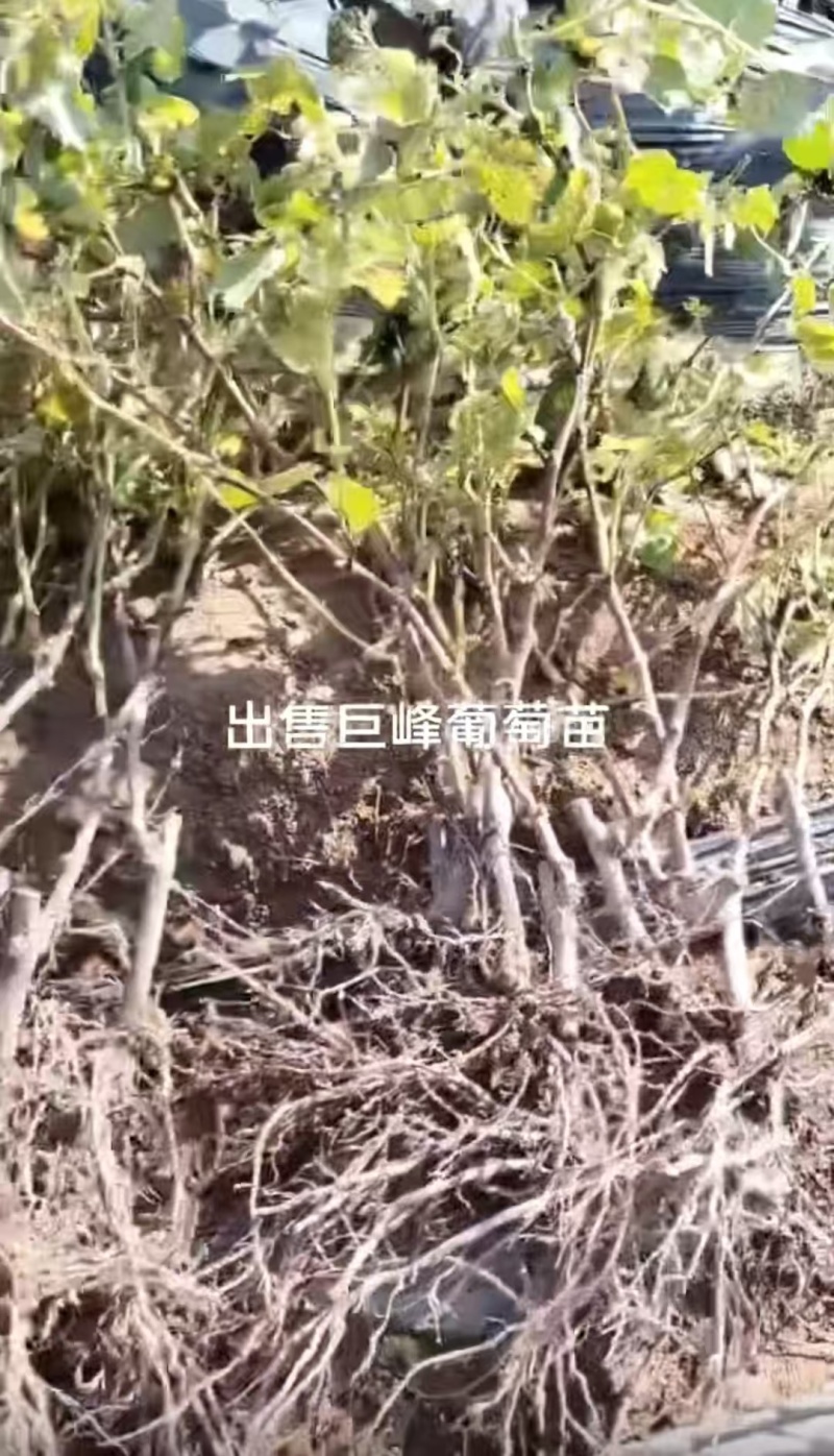 巨峰葡萄苗大量接单品质保证诚信合作欢迎来电咨询