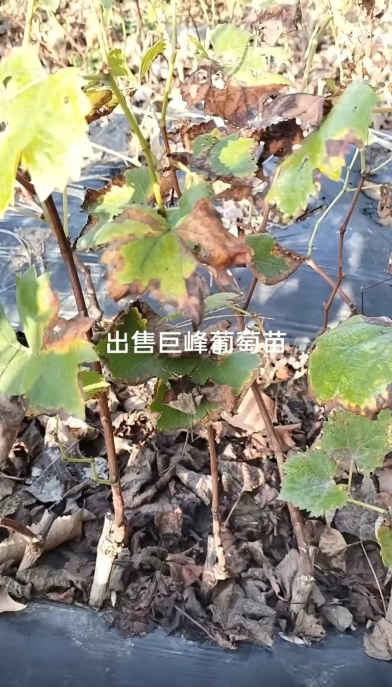 巨峰葡萄苗大量接单品质保证诚信合作欢迎来电咨询