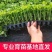 穴盘美国皇后芹菜苗（质保纯正）