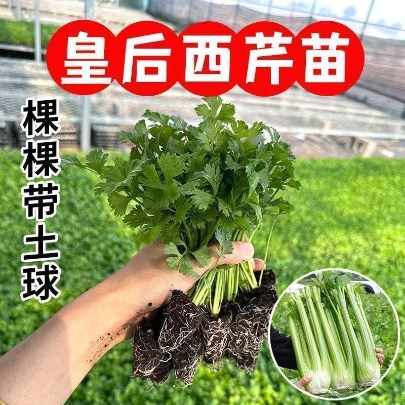 穴盘美国皇后芹菜苗（质保纯正）