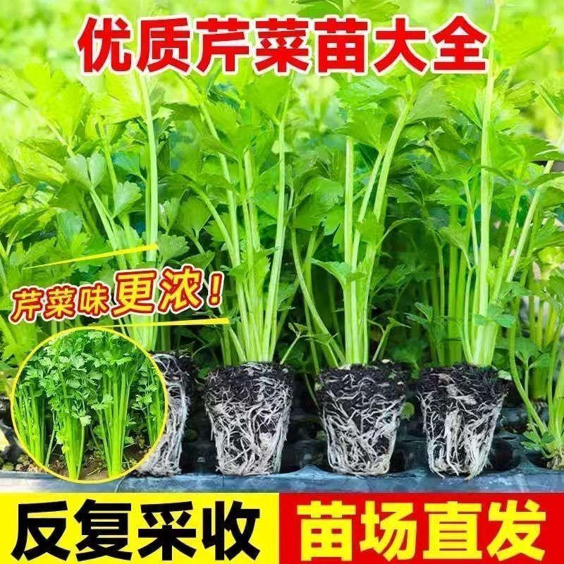 穴盘美国皇后芹菜苗（质保纯正）