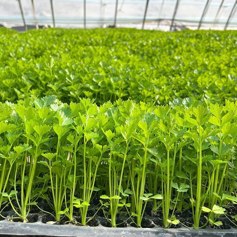 穴盘美国皇后芹菜苗（质保纯正）
