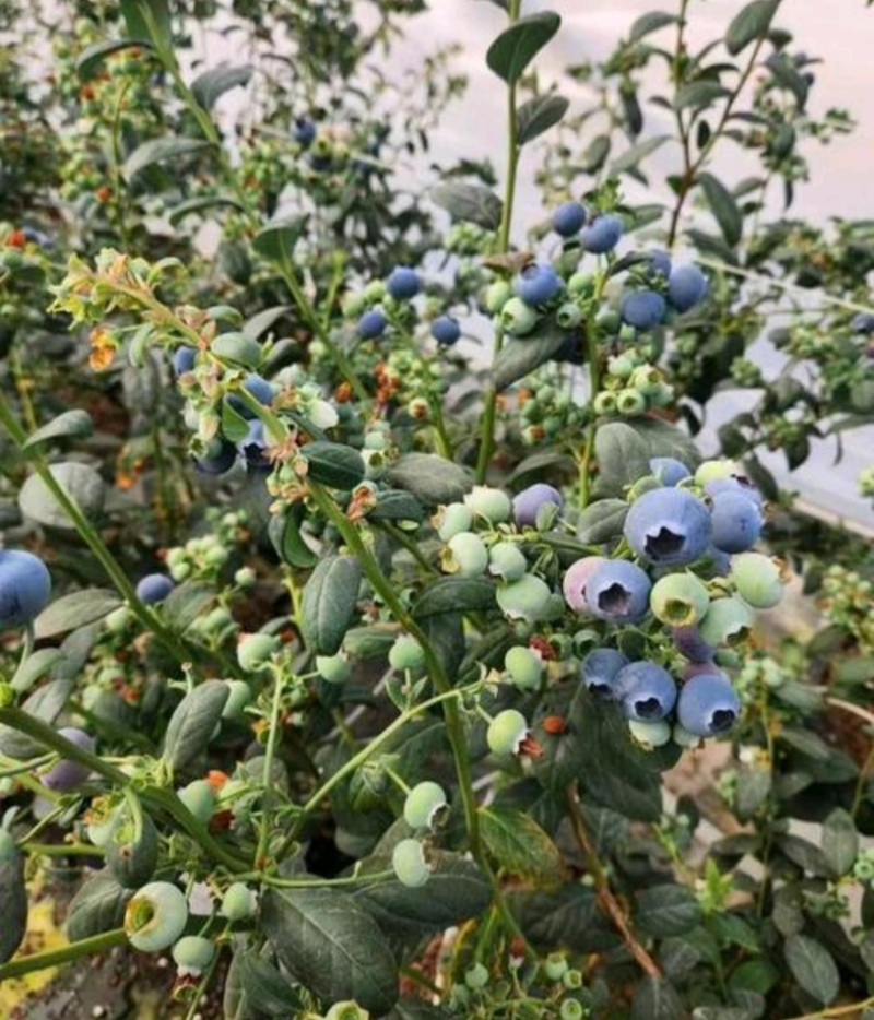 蓝莓L25蓝莓云南昭通花香蓝莓L11蓝莓甜脆多汁