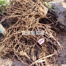 夏黑葡萄苗大量接单货源充足保质保量诚信合作欢迎下单