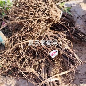 夏黑葡萄苗大量接单货源充足保质保量诚信合作欢迎下单
