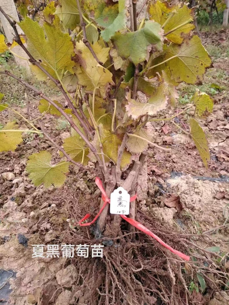 夏黑葡萄苗大量接单货源充足保质保量诚信合作欢迎下单