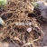 夏黑葡萄苗大量接单货源充足保质保量诚信合作欢迎下单