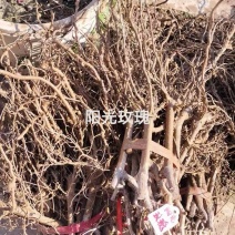 阳光玫瑰葡萄苗大量供应代发全国诚信合作量大从优欢迎下单