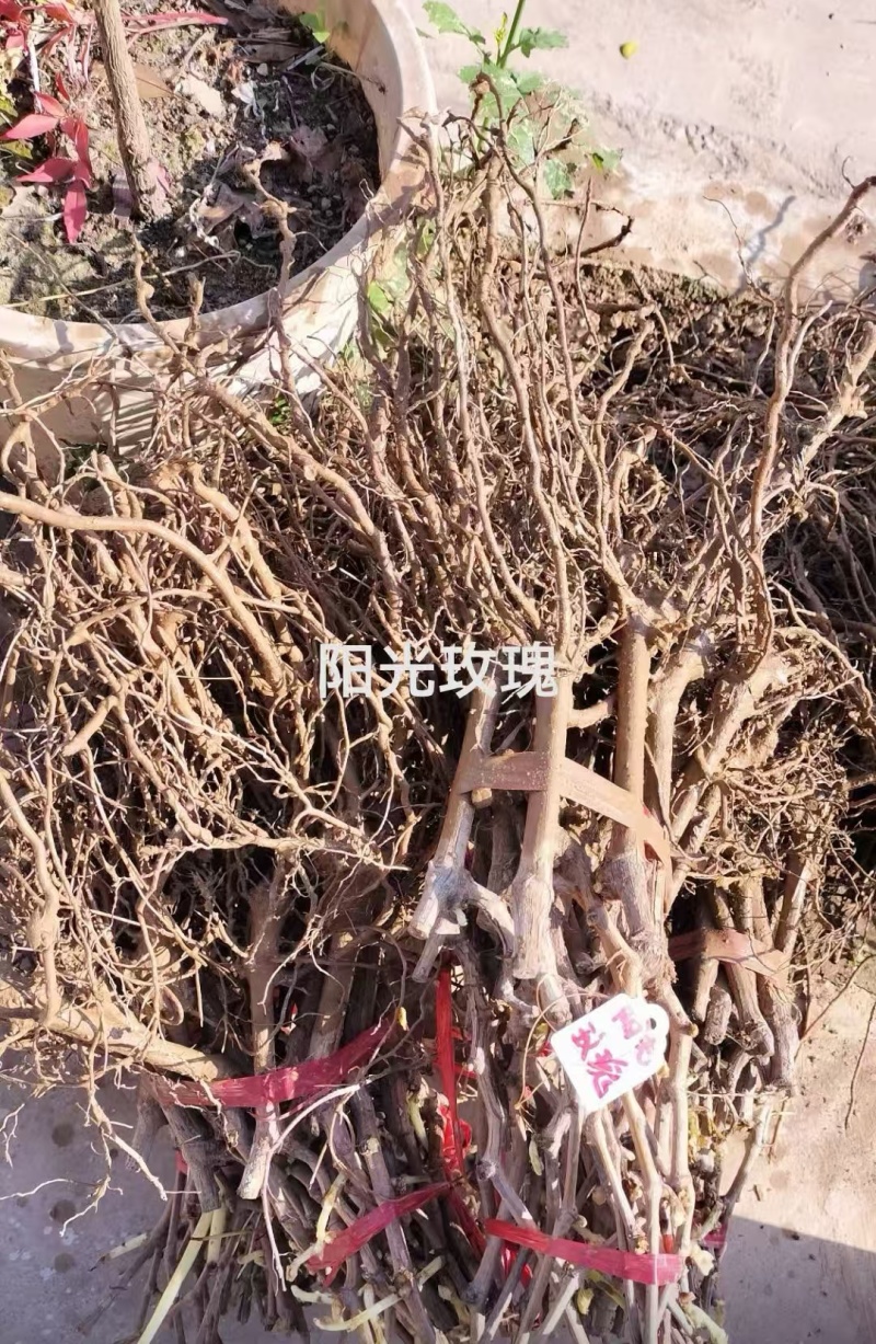 阳光玫瑰葡萄苗大量供应代发全国诚信合作量大从优欢迎下单