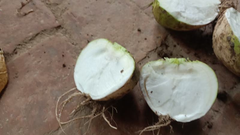 芥菜疙瘩大量上市中有需要老板联系我