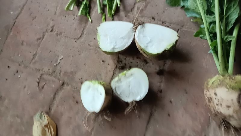 芥菜疙瘩大量上市中有需要老板联系我