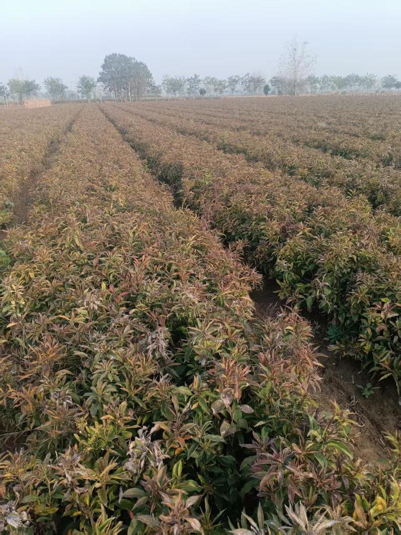 自家种一年生白术鲜货50亩，还未开挖，量大，价优。