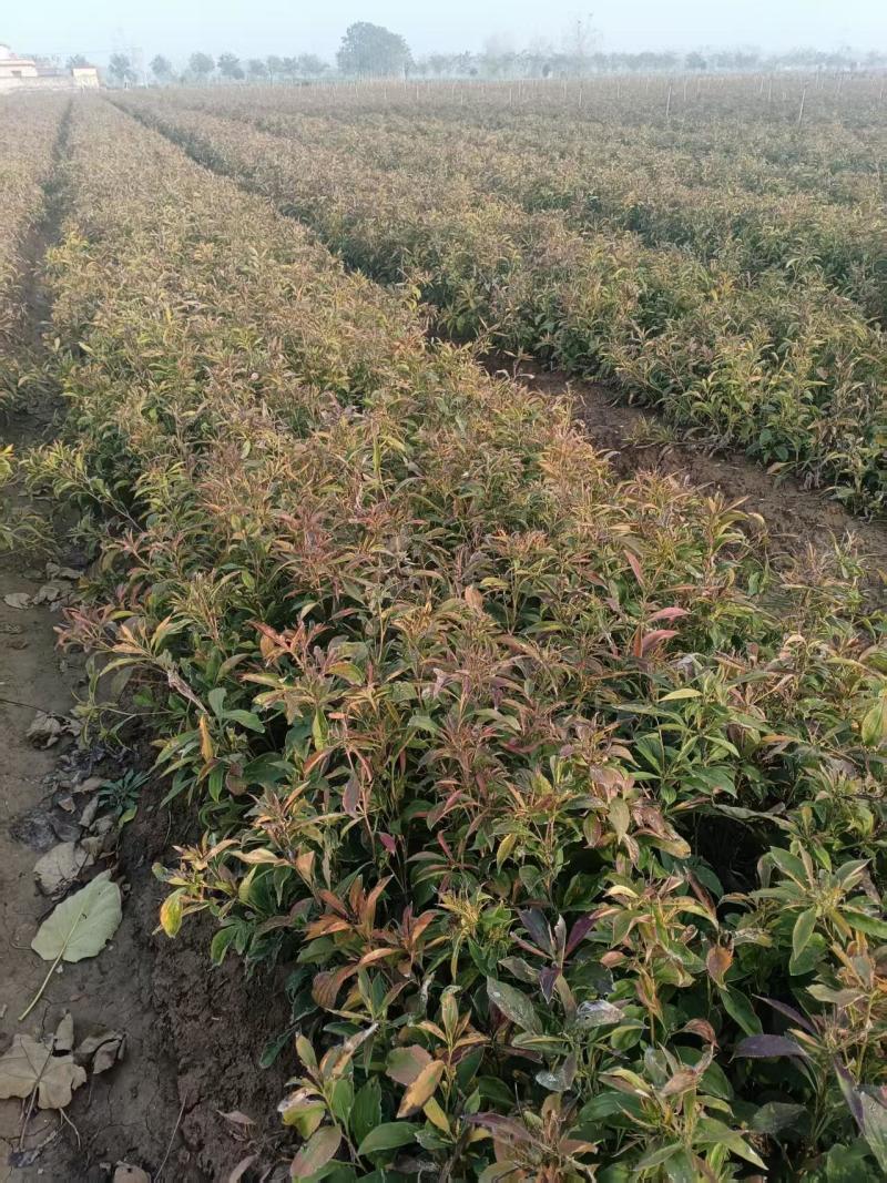 自家种一年生白术鲜货50亩，还未开挖，量大，价优。