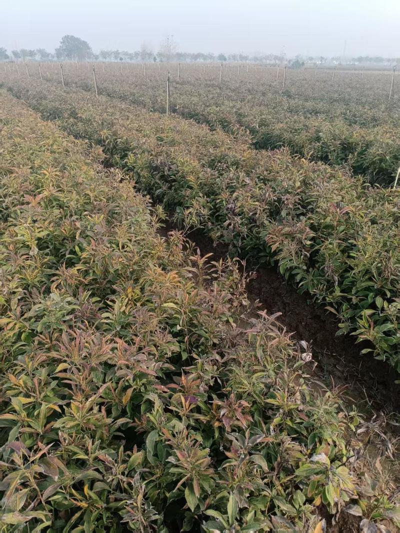 自家种一年生白术鲜货50亩，还未开挖，量大，价优。
