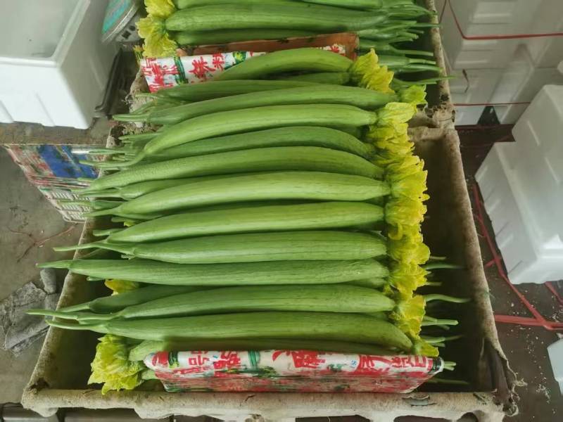 鲜花丝瓜产地直发货源充足精品丝瓜肉厚脆甜市场团购全国发货