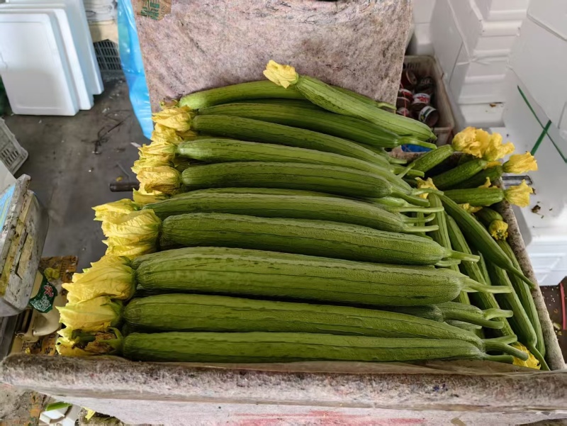 鲜花丝瓜产地直发货源充足精品丝瓜肉厚脆甜市场团购全国发货
