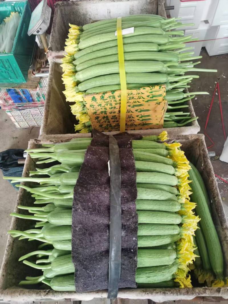 鲜花丝瓜产地直发货源充足精品丝瓜肉厚脆甜市场团购全国发货