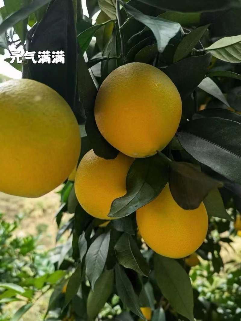 正宗赣南脐橙
