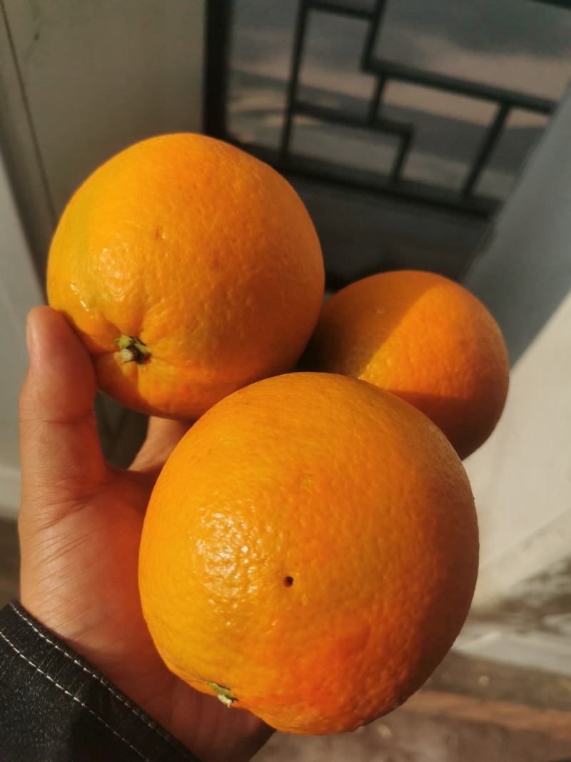 纽荷尔脐橙湖北宜昌产地发货量大价优