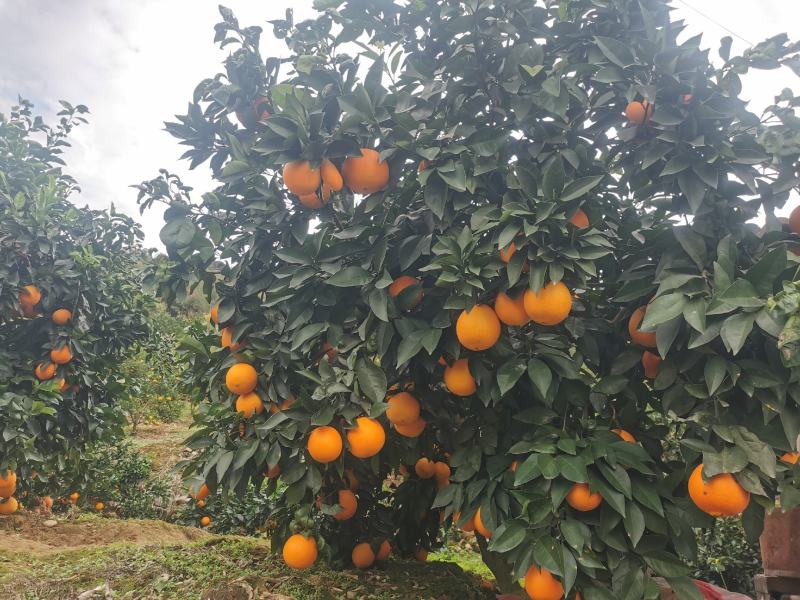 纽荷尔脐橙湖北宜昌产地发货量大价优