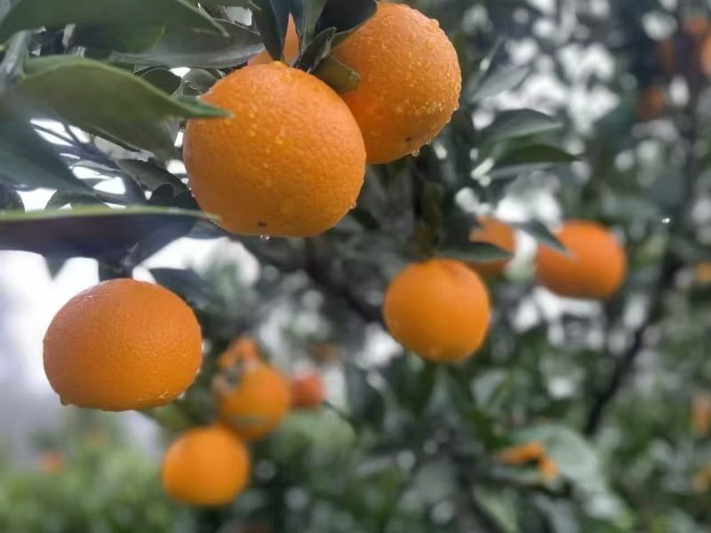 纽荷尔脐橙湖北宜昌产地发货量大价优