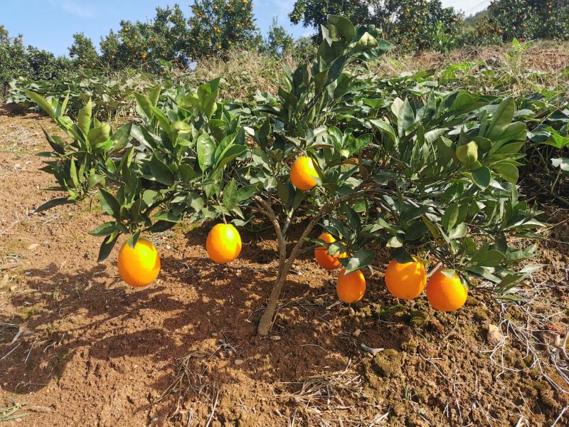 纽荷尔脐橙湖北宜昌产地发货量大价优