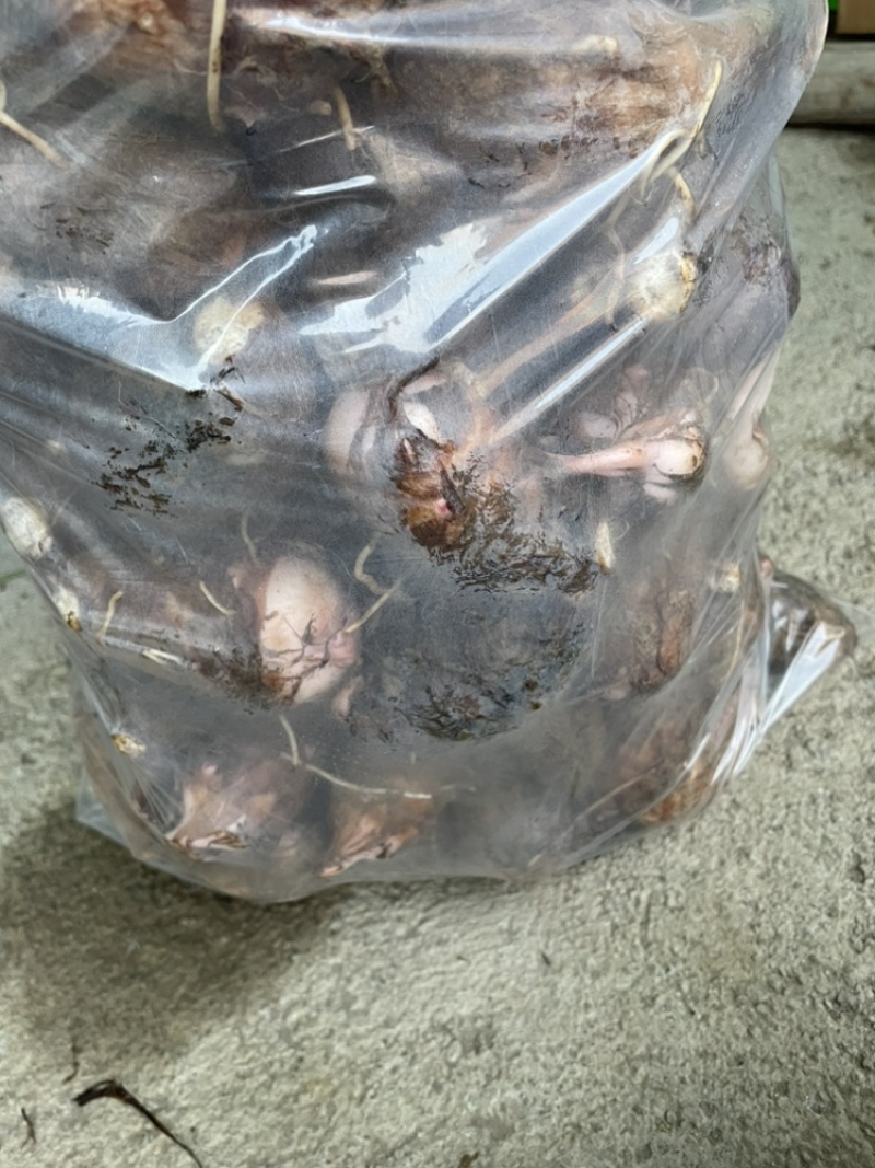 红芽芋浙江金华磐安红芽芋芋头芋艿农户直售
