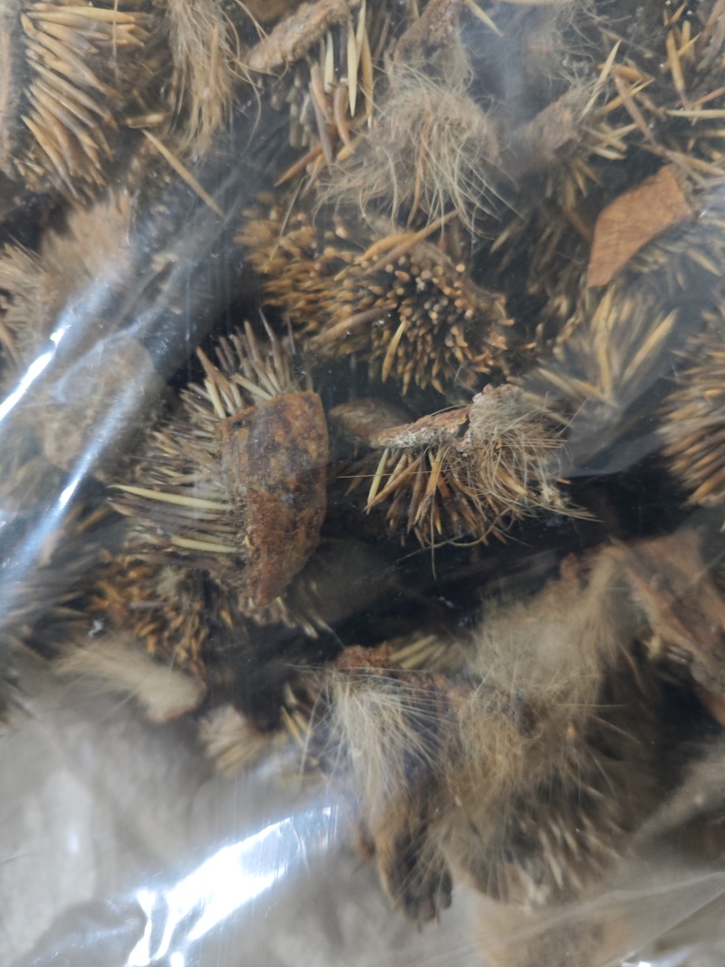 炒刺猬皮货好量大一公斤起售野货不满意可以退换货
