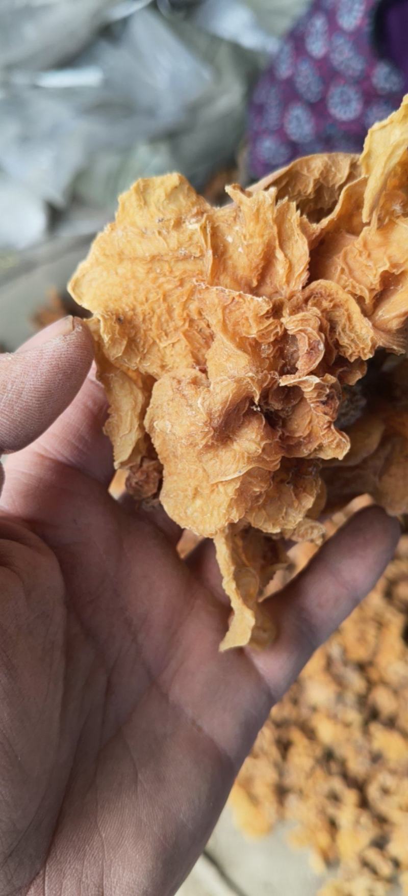 羊肚耳大量现货