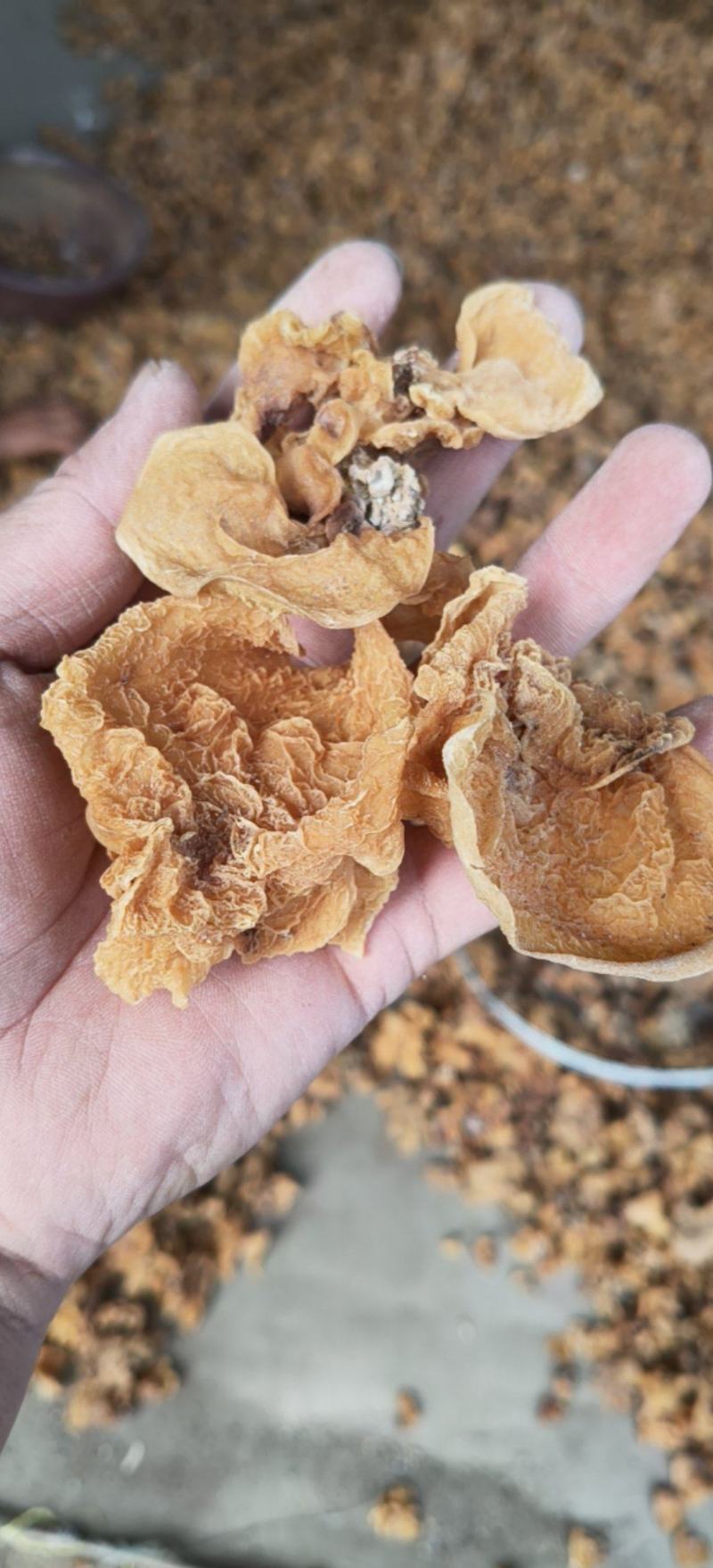 羊肚耳大量现货