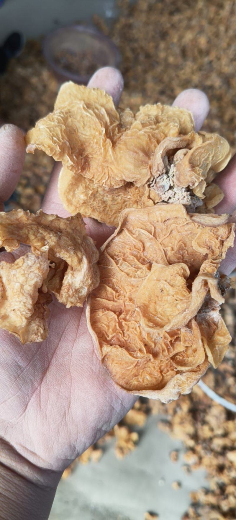 羊肚耳大量现货