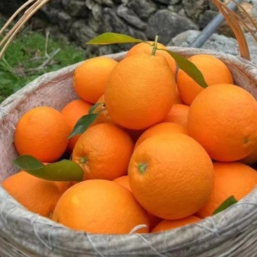 68元一箱10斤装，现摘现发