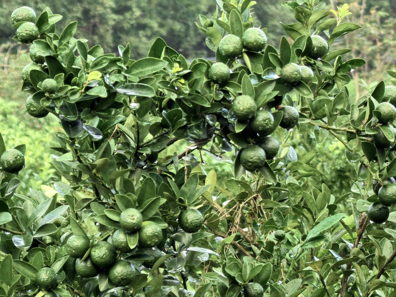 海南儋州青柑，儋州那大现摘现送