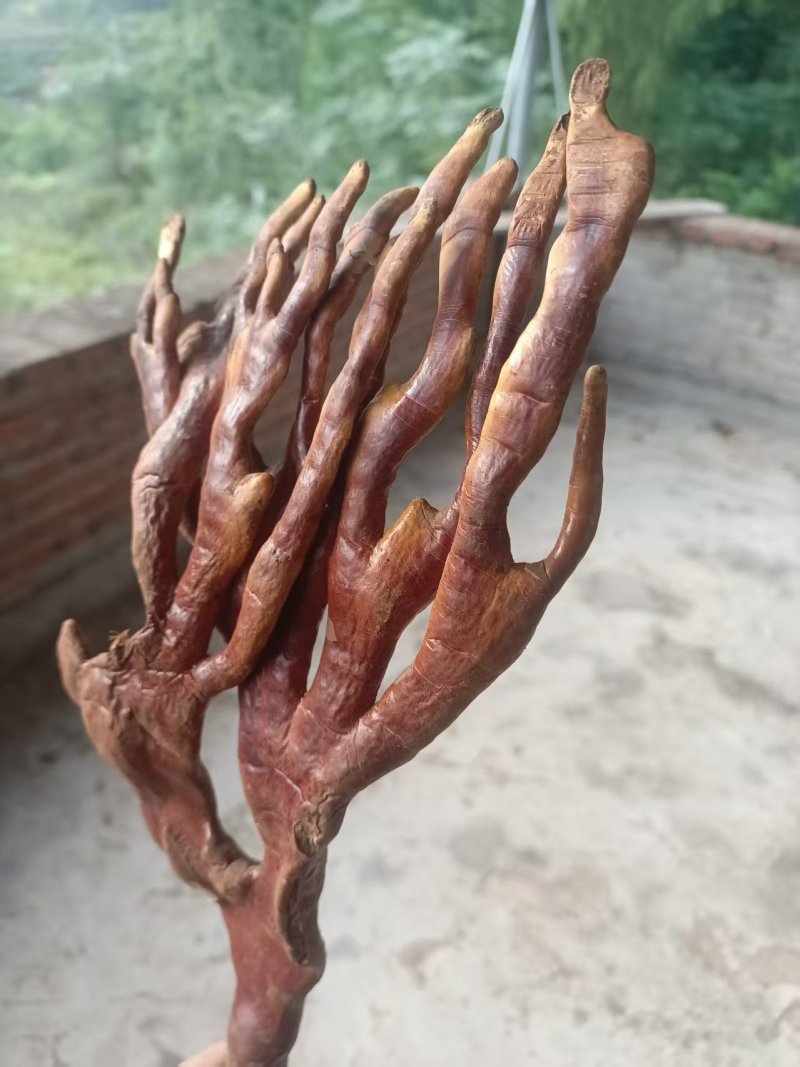 重庆人工种植鹿角灵芝大量上市产地自产自销