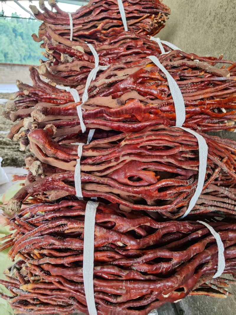 重庆人工种植鹿角灵芝大量上市产地自产自销