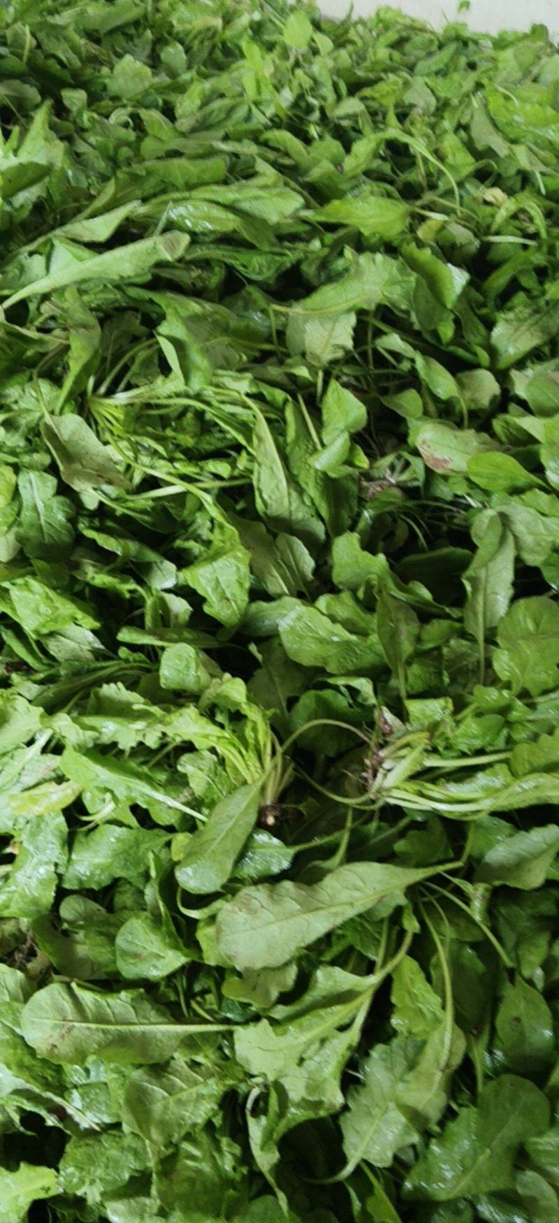 【品质保证】荠菜应季荠菜质量三包整车代发包心芥菜