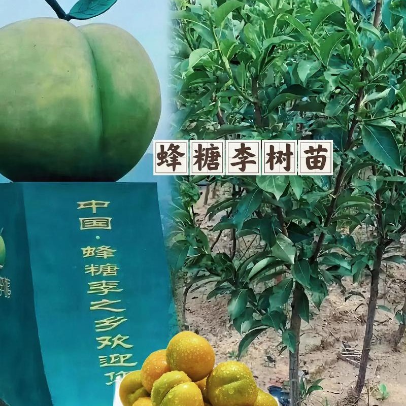 蜂糖李子树苗