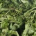 【品质保证】荠菜应季荠菜质量三包整车代发包心芥菜