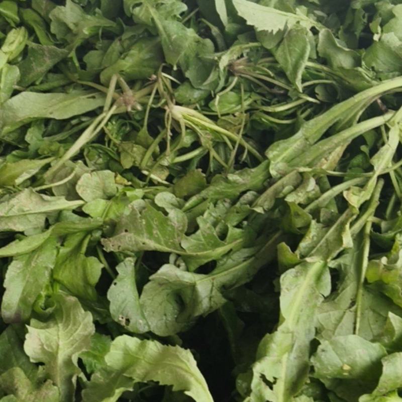 【品质保证】荠菜应季荠菜质量三包整车代发包心芥菜
