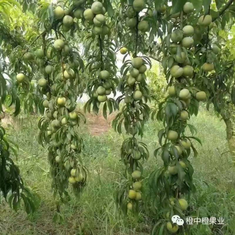 蜂糖李子树苗