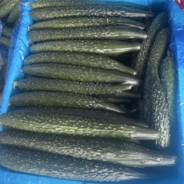 赶集货、食堂货，新鲜密刺黄瓜🥒，当天现摘现收